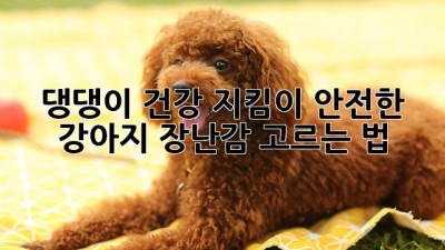 댕댕이 건강 지킴이! 안전한 강아지 장난감 고르는 법🐶